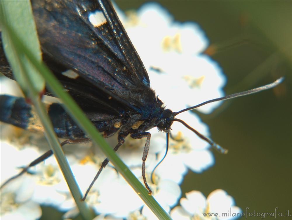 Rosazza (Biella) - Polymorpha ephialtes